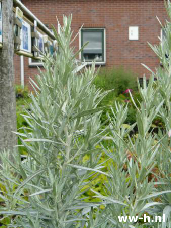 Artemisia ludoviciana